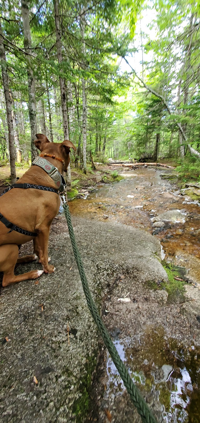 Upward Dog Rehab & Wellness | 4888 Nova Scotia Trunk 7 Unit 2, Porters Lake, NS B3E 1J5, Canada | Phone: (902) 706-9313