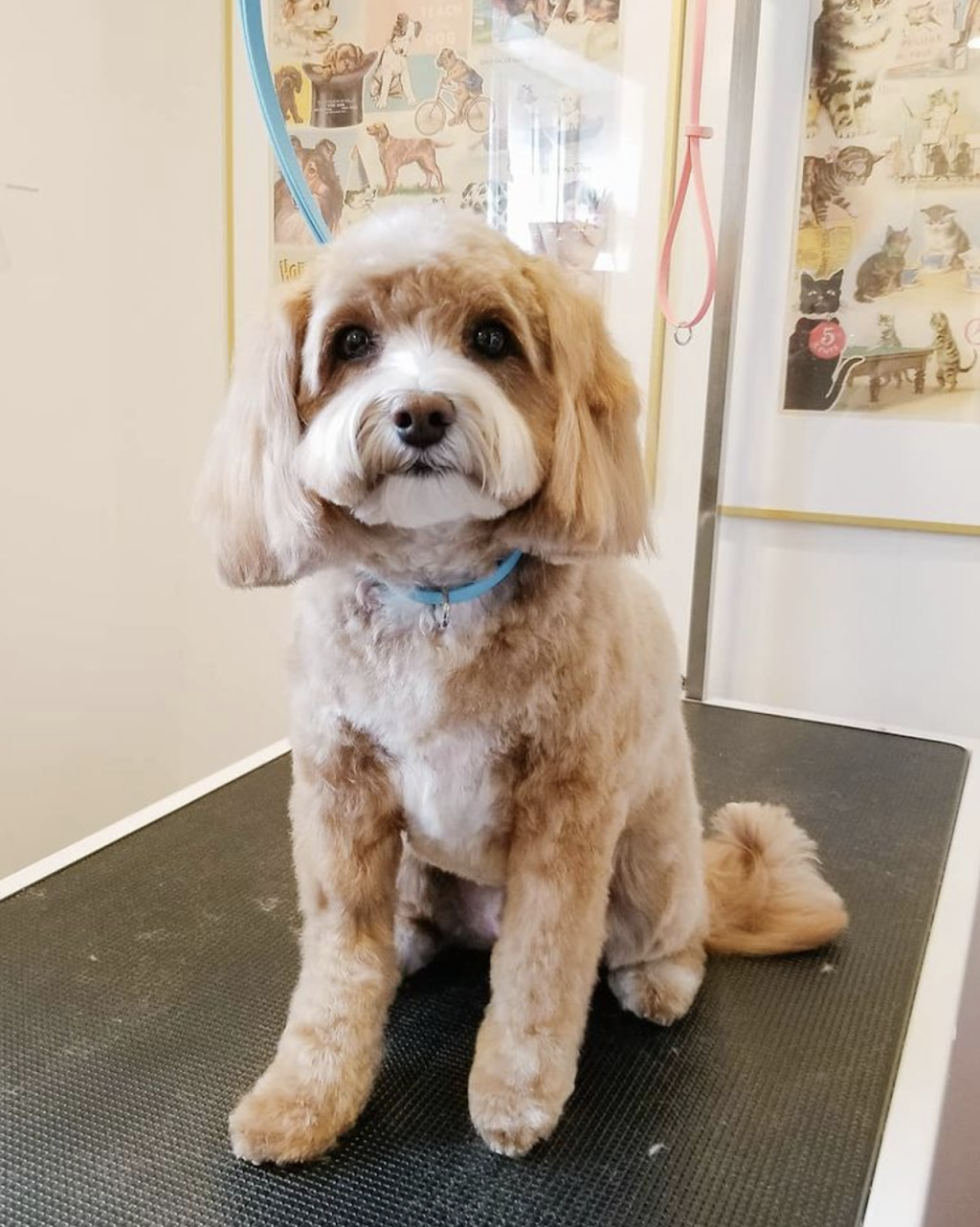 The Tiny Groomer | 2 Janis Ct, Dundas, ON L9H 1S9, Canada | Phone: (365) 324-3033