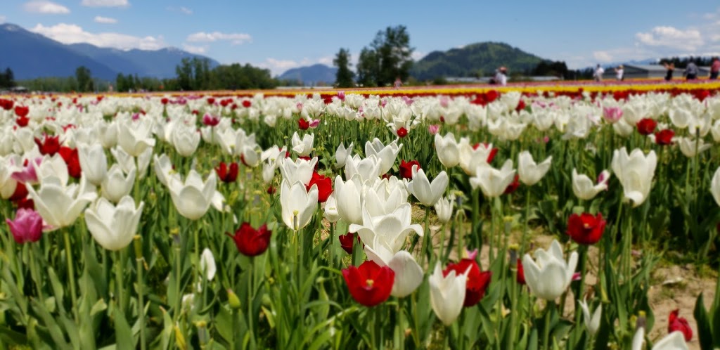 Chilliwack Tulip Festival (Tulips of the Valley) | 41310 Yale Rd, Chilliwack, BC V2R 4J3, Canada | Phone: (604) 703-6122