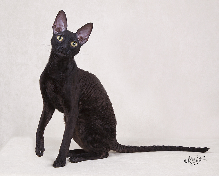 Rexpertise élevage de chats Cornish Rex de Cornouailles | 380 Rue Reynolds, Granby, QC J2G 5W5, Canada | Phone: (450) 991-2697