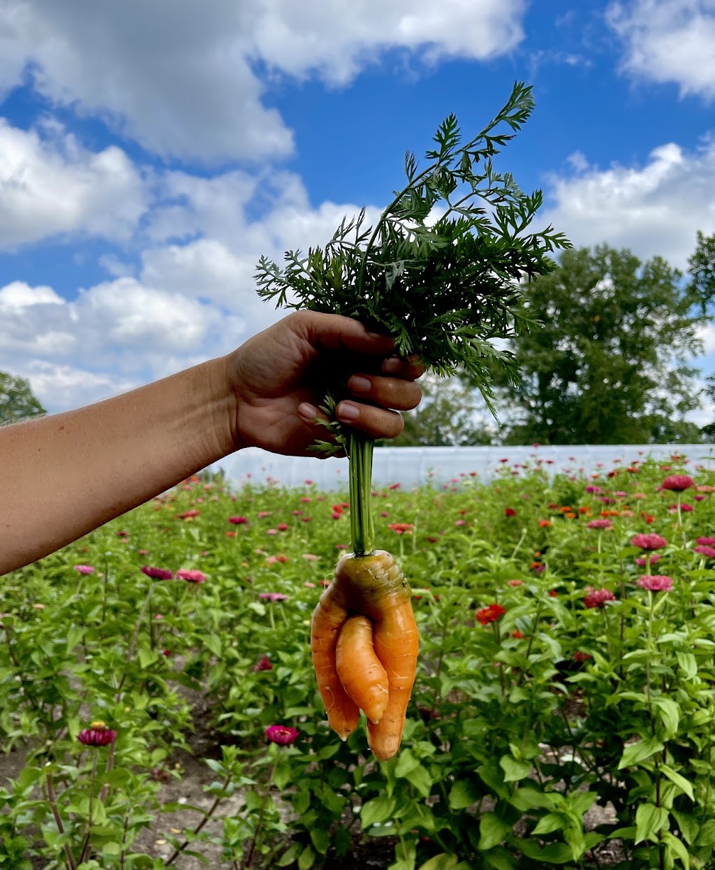 Seed to Soul Flower Farm | 5584 Niagara Town Line, Niagara Falls, ON L0S 1P0, Canada | Phone: (905) 321-0722