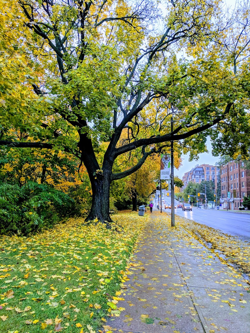 Alexander Muir Memorial Gardens | 2901 Yonge St, Toronto, ON M4N 3N8, Canada | Phone: (416) 338-4386