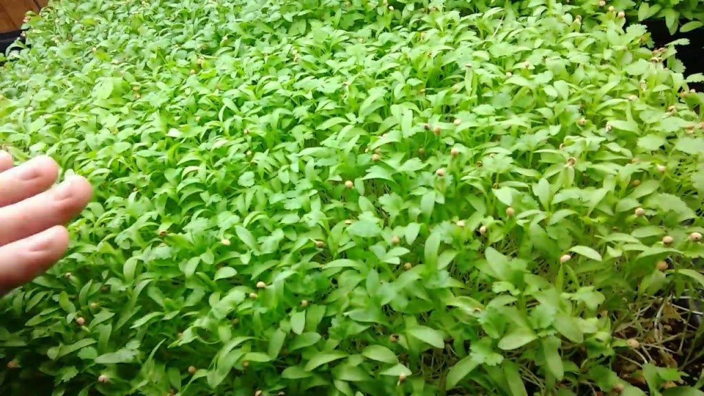 Microgreens St. Catharines | 47 Permilla St, St. Catharines, ON L2S 2G1, Canada | Phone: (418) 932-2275