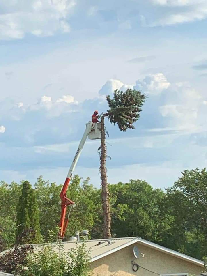 Razors Edge Tree Service | 6801 42a Ave, Camrose, AB T4V 3S4, Canada | Phone: (780) 679-7785