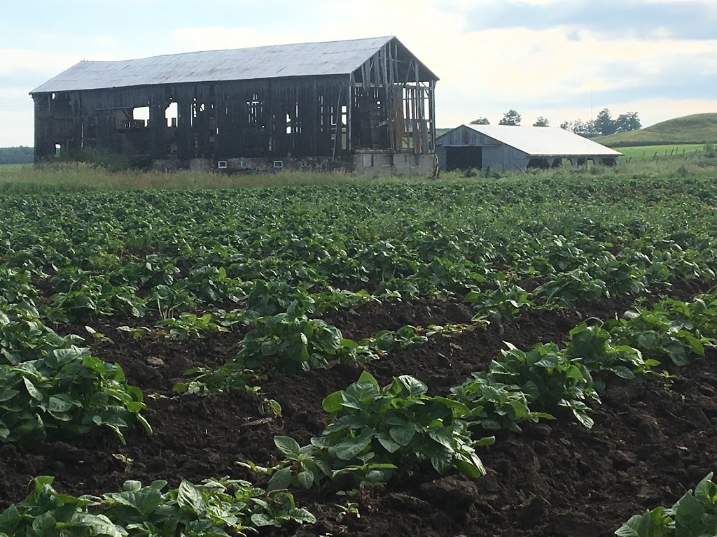 Downey Potato Farms | 477476 3 Line, Shelburne, ON L0N 1S6, Canada | Phone: (519) 925-3209