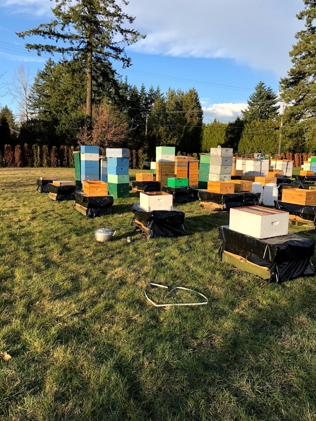 MMY Honeybee Inc | 5553 256 St, Aldergrove, BC V4W 1E7, Canada | Phone: (778) 829-9349