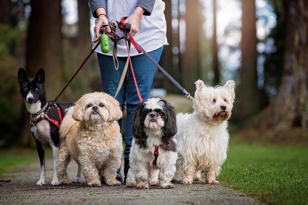 Fetch! Dog Daycare & Grooming | 1037 C Ridgeway Ave, Coquitlam, BC V3J 1S6, Canada | Phone: (604) 939-0059