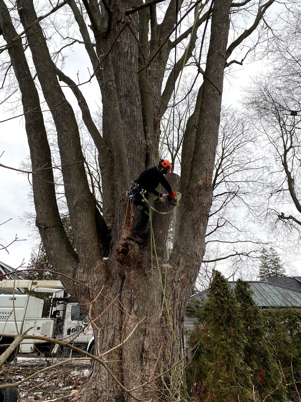 CBL TREE SERVICE | 1150 McGregor Bay Rd, Keene, ON K0L 2G0, Canada | Phone: (705) 931-2227