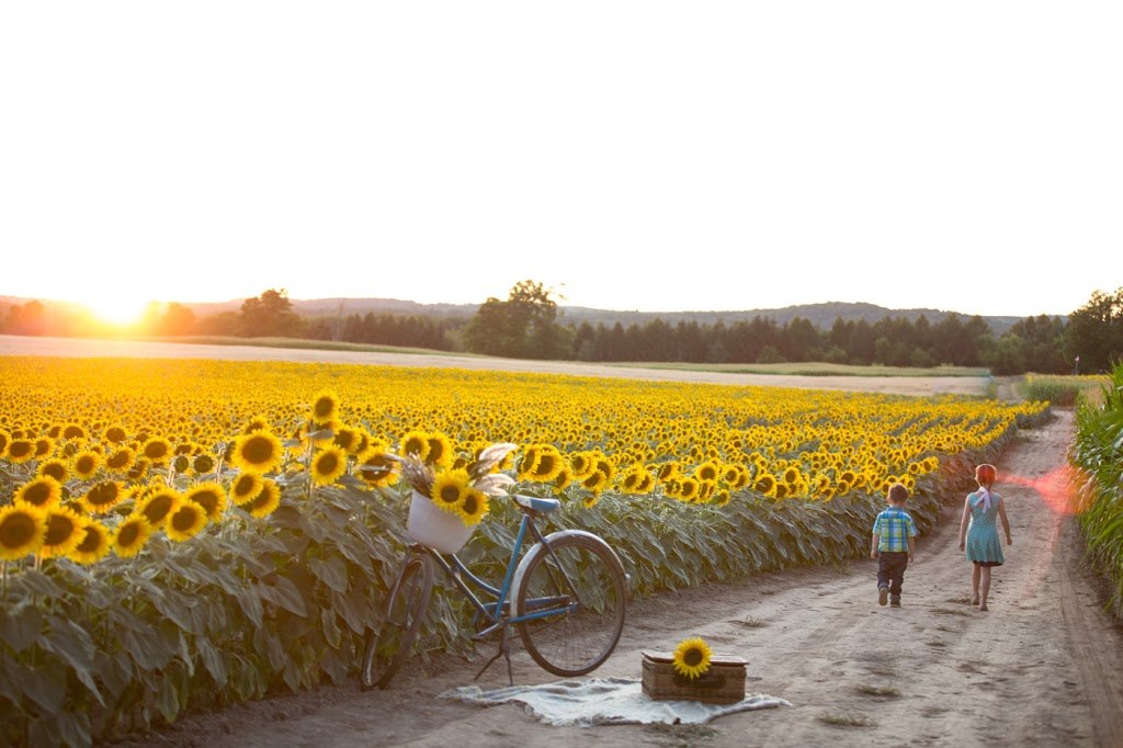 Toronto Sunflower Fields and Festival | 15770 Mountainview Rd, Caledon, ON L7C 2V2, Canada | Phone: (905) 965-8201