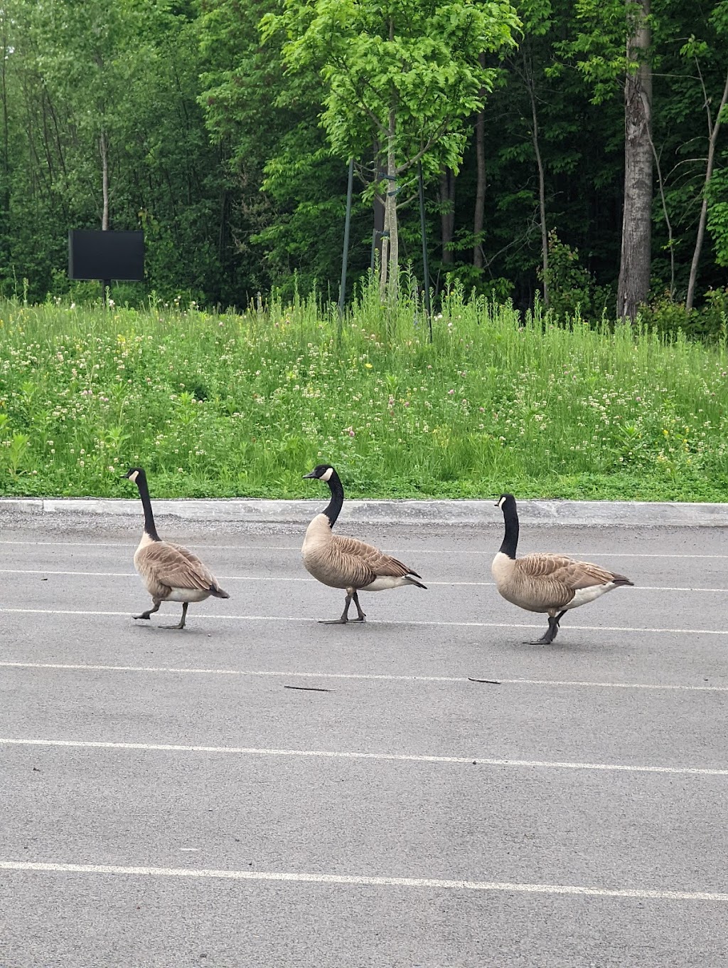 Ecocentre St. Jerome | 220 Bd Maisonneuve, Saint-Jérôme, QC J5L 0A1, Canada | Phone: (450) 569-0451