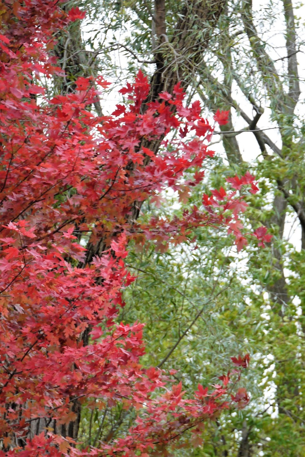 Delsey Wetlands | Cairns Ave, Dundas, ON L9H 1H2, Canada