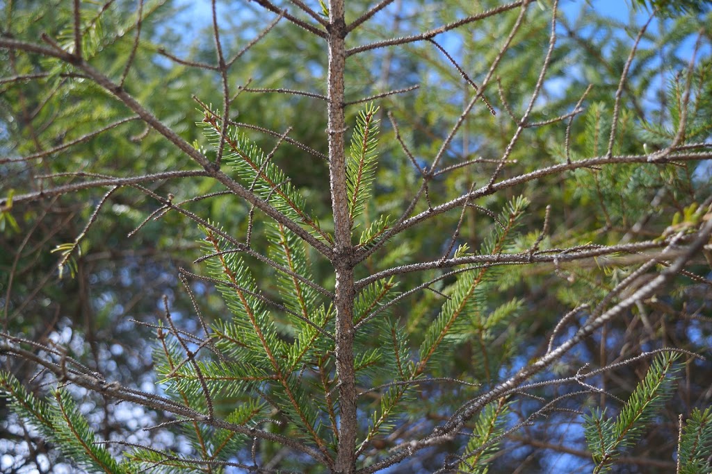 Parc naturel de la Tourbière-Du-Bordelais | Saint-Lazare, QC J7T 2E3, Canada | Phone: (450) 424-8000