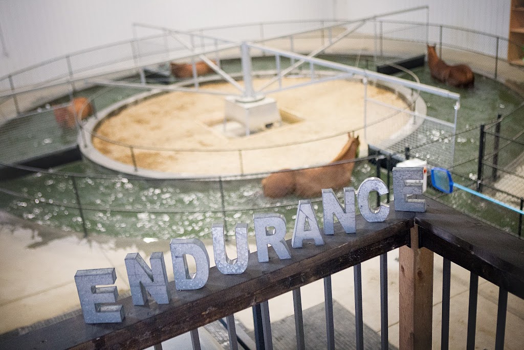 Endurance Equine | 442052 RR252, Ponoka, AB T4J 1R2, Canada | Phone: (403) 505-3046