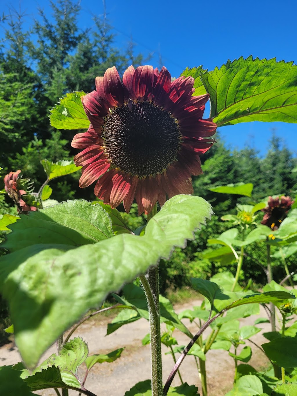 Berry Best Organic Farm | 2156 Coleman Rd, Courtenay, BC V9J 1T8, Canada | Phone: (250) 338-0234