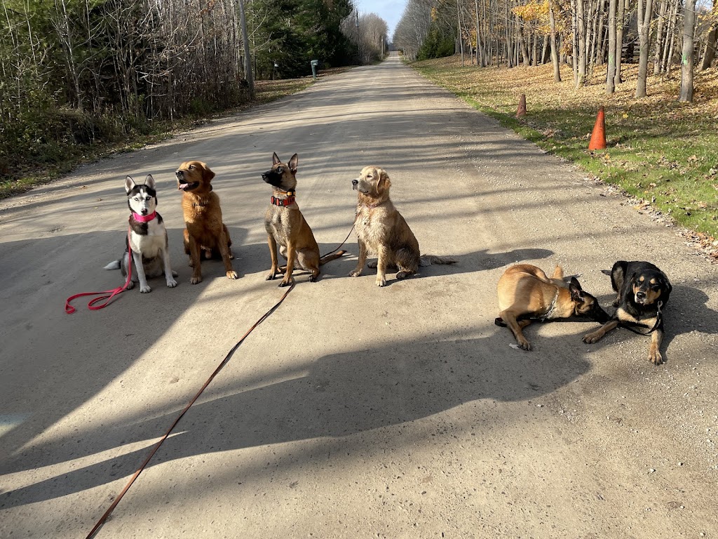 Golden Leash K9s Inc. | 3110 30 Side Rd, Milton, ON L0P 1B0, Canada | Phone: (519) 501-9991