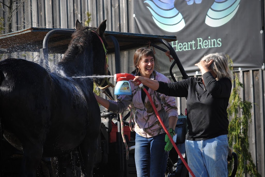 Heart Reins Iron Horse Ranch | 429497 8 Concession B, Singhampton, ON N0C 1M0, Canada | Phone: (705) 618-0231