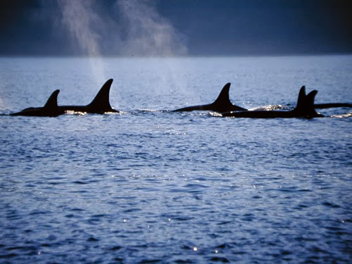 Sidney Whale Watching | 2537 Beacon Ave, Sidney, BC V8L 1Y2, Canada | Phone: (250) 656-7599