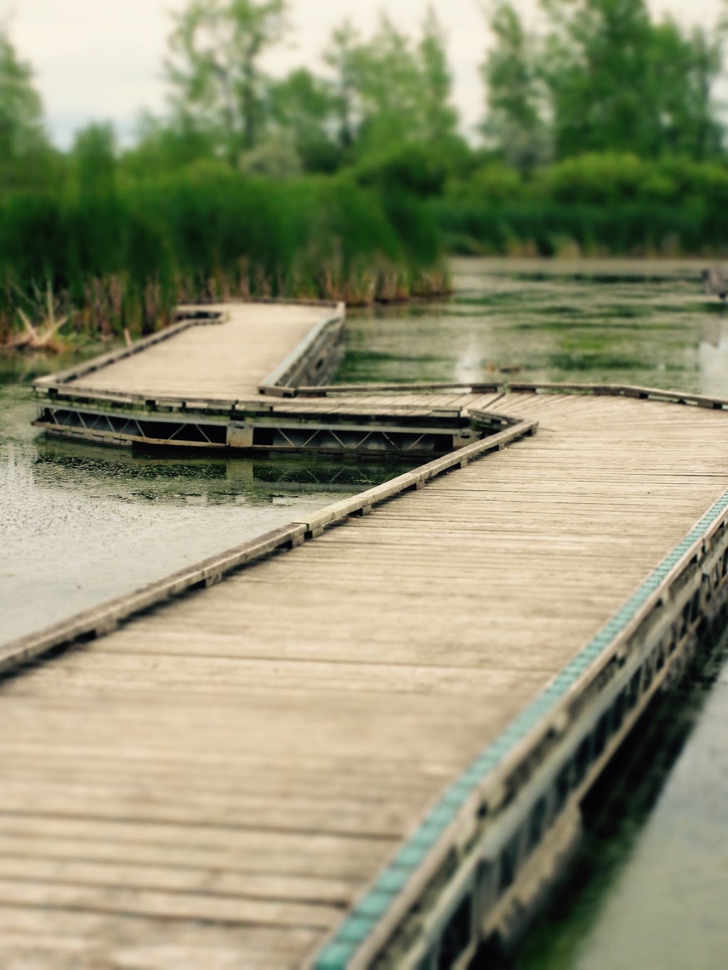 Wetland Boardwalk Trail | southwest, Winnipeg Ave, Winnipeg, MB R3P, Canada