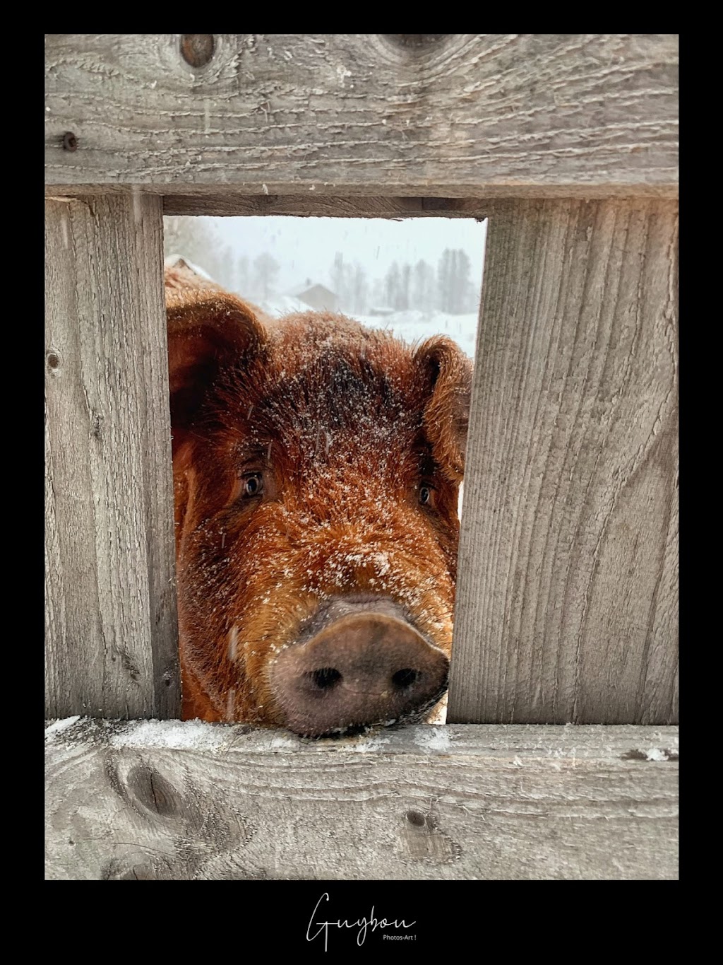 La Ferme den Haut de lAnse-Saint-Jean | 20 Chem. des Plateaux, LAnse-Saint-Jean, QC G0V 1J0, Canada | Phone: (418) 820-7602