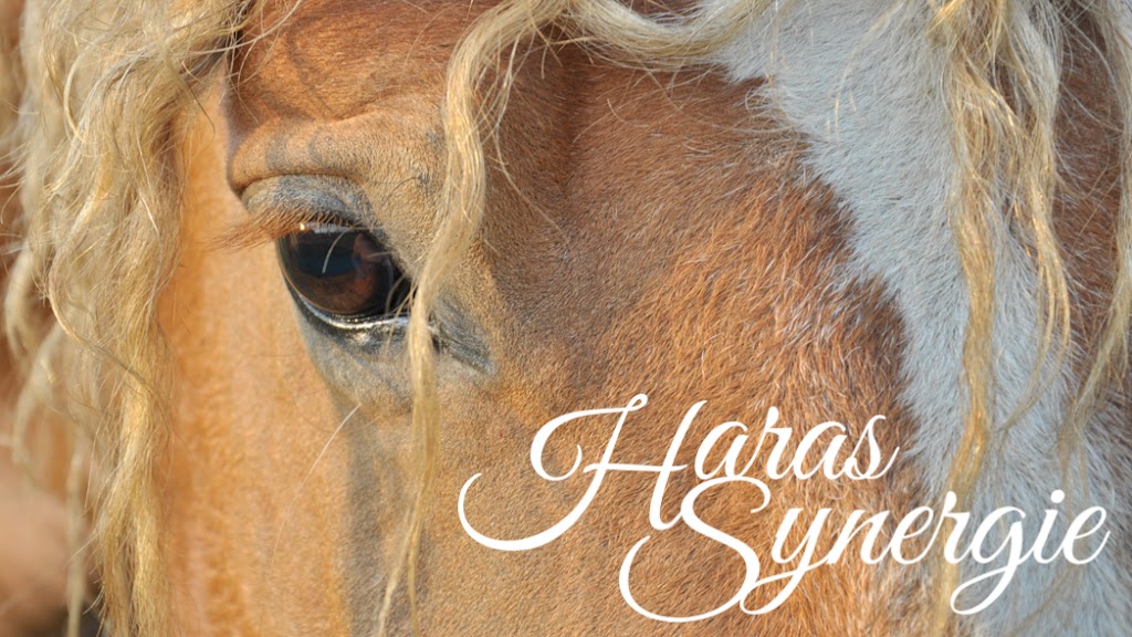 Haras Synergie | 595 Rte de Chute Panet, Saint-Raymond, QC G3L 4P1, Canada | Phone: (418) 873-7980