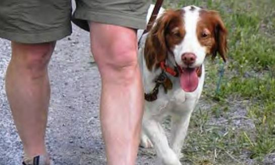 Due North Dog Training | 3347 Lakefield Rd, Lakefield, ON K0L 2H0, Canada | Phone: (705) 652-0682