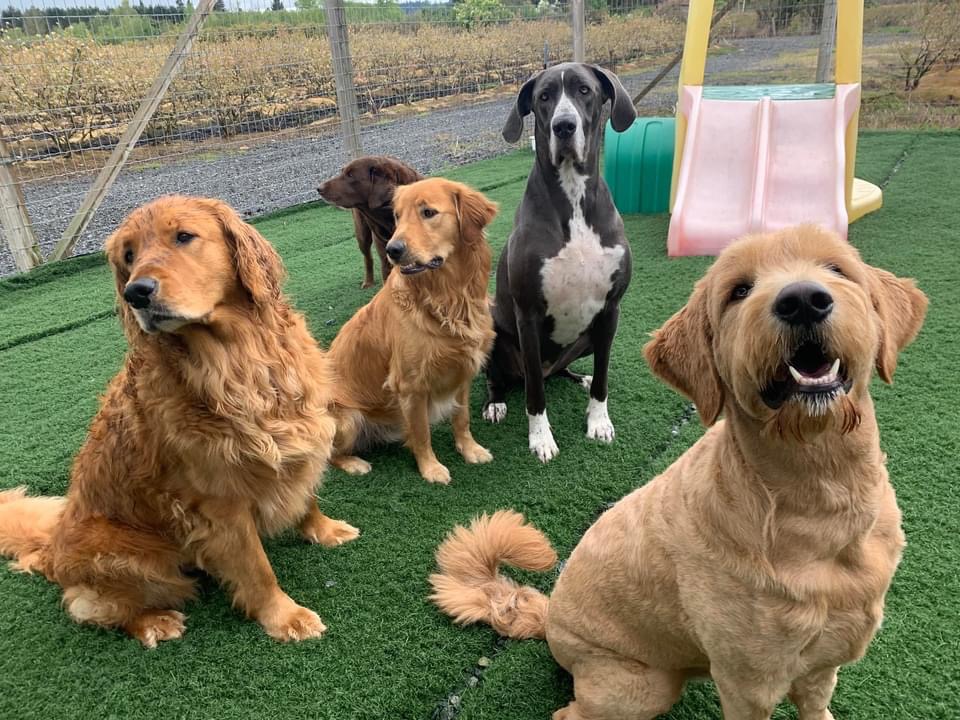 Country Paws Kennels | 4181 152 St, Surrey, BC V3S 0L2, Canada | Phone: (604) 424-4122