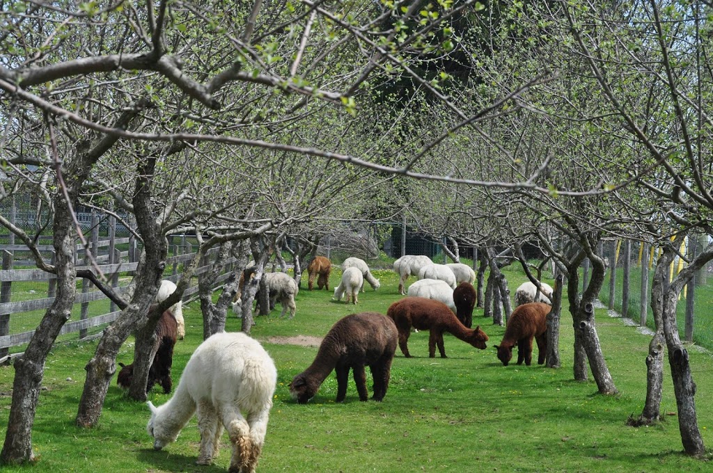 Old Mill Alpacas | 13557 Little Lake Rd, Colborne, ON K0K 1S0, Canada | Phone: (905) 269-4402