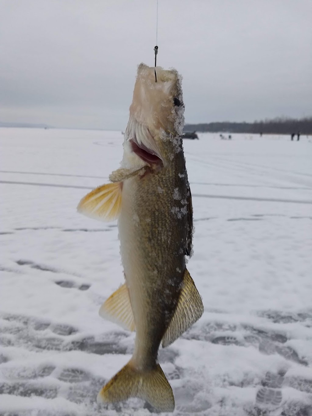 centre de pêche chez robert | 1460 Rang Ste Philomène, Oka, QC J0N 1E0, Canada | Phone: (450) 479-6450