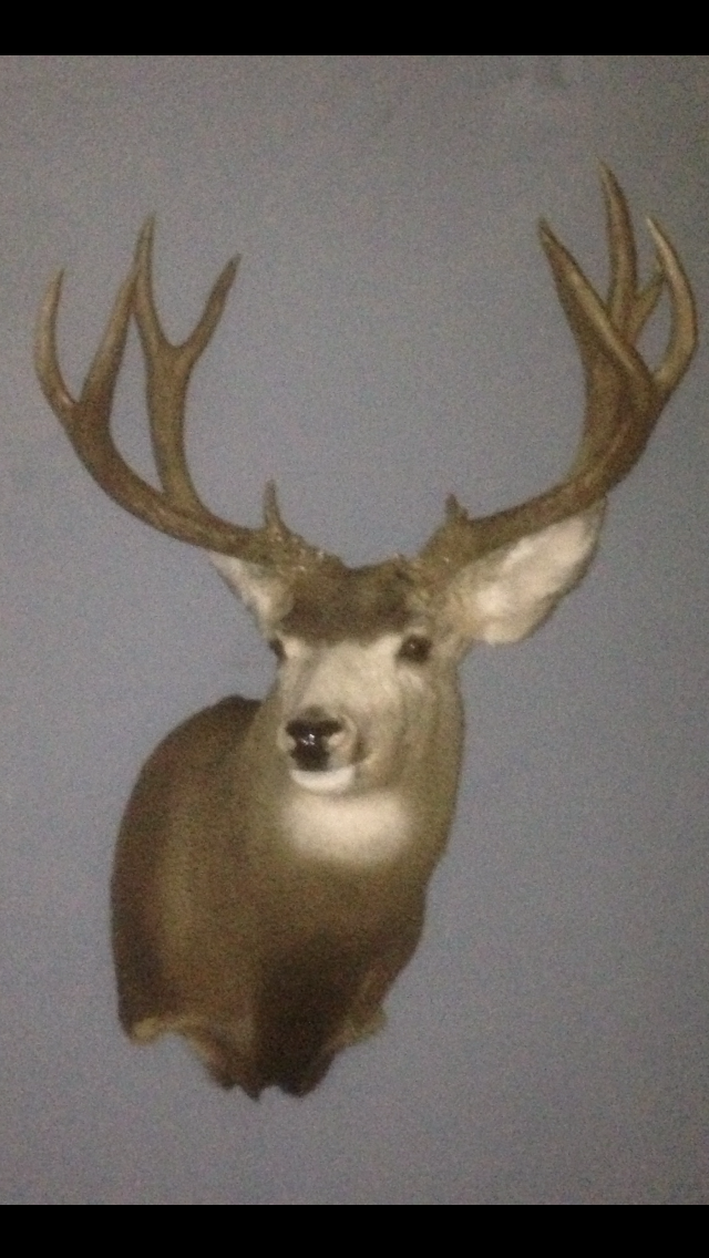 North Western Taxidermy | 116 Running Creek Rd NW, Edmonton, AB T6J 6N9, Canada | Phone: (780) 484-8558