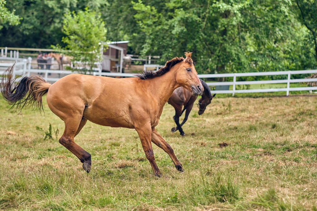 Brookside Stables | 343 Caldecote Rd, Victoria, BC V9E 2H3, Canada | Phone: (250) 217-6364