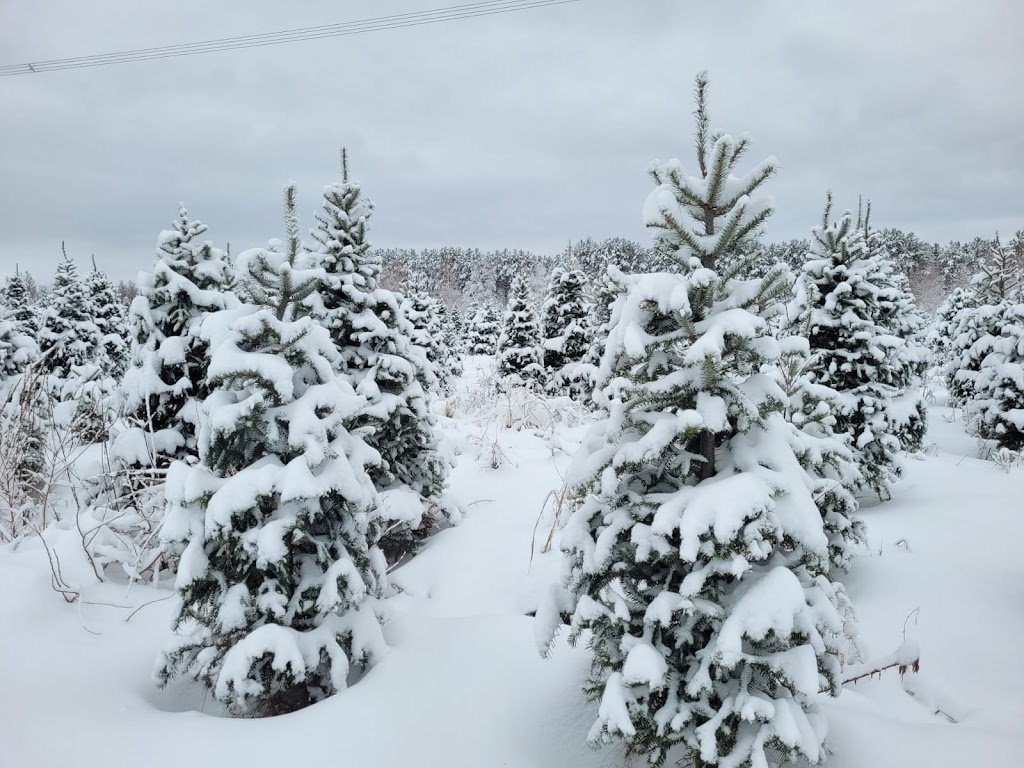 Sapinière St-Jean (sapins de Noël) | 1155 Rue Pierre-Beaumont, Saint-Jean-Chrysostome, QC G6Z 1P1, Canada | Phone: (855) 434-3520