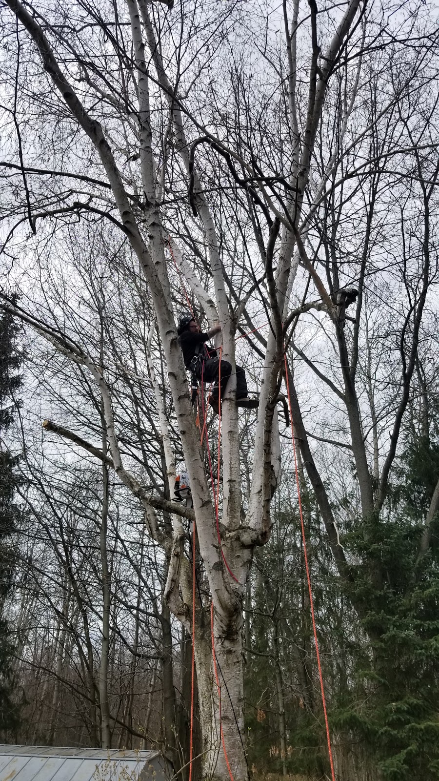 Skelton tree services | 239 Fitch St, Welland, ON L3C 4W3, Canada | Phone: (289) 501-7032