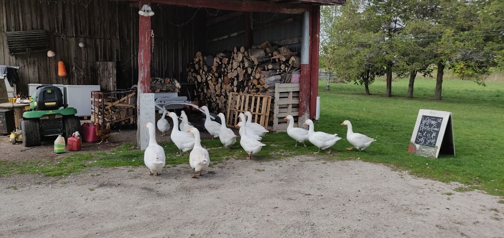 Breezzy Acres - Fresh eggs & meat | 11486 County Rd 10, Stayner, ON L0M 1S0, Canada | Phone: (705) 428-5336