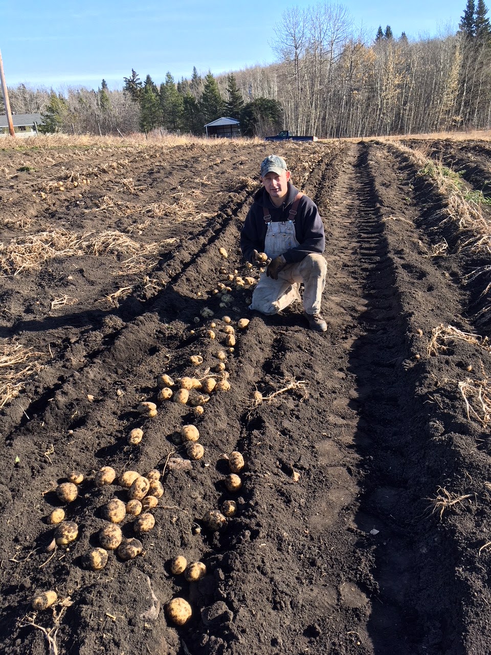 Alberta Farm to Food Bank | Village Dr RR#2, Westerose, AB T0C 2V0, Canada | Phone: (780) 312-6073