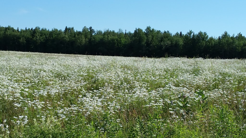 Arboriculture Carrier | 45 route 116 est, Warwick, QC J0P 1M0, Canada | Phone: (819) 350-2036