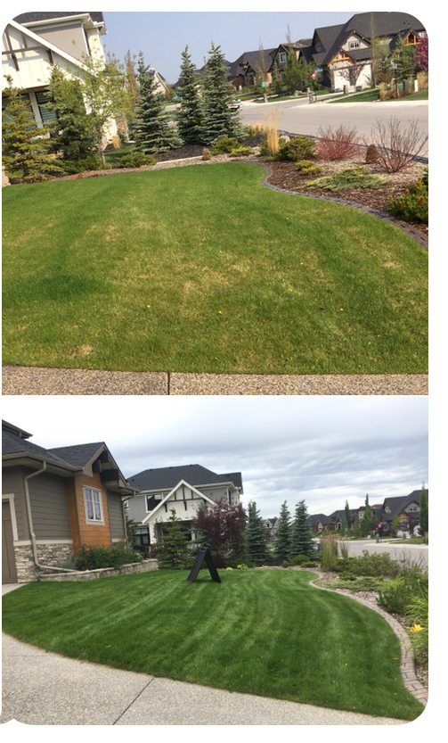 Lawn Revival Inc | 103 Buckskin Way, Cochrane, AB T4C 2P2, Canada | Phone: (403) 402-5809