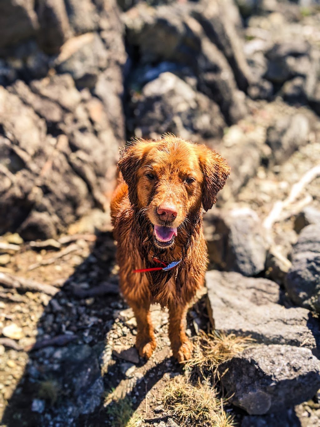 Mission Pawsable Dog Hiking | 1070 River Rd, Victoria, BC V9B 6K2, Canada | Phone: (250) 710-9856