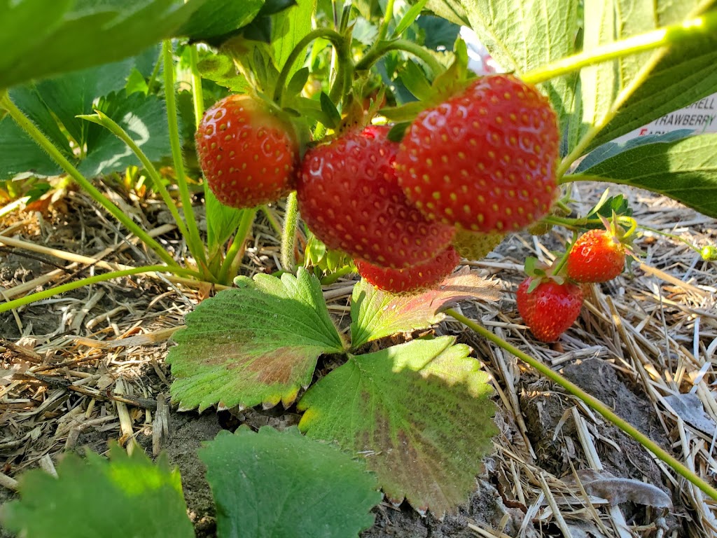 Whiteshell Strawberry Farm | Hwy 11, 1/4 km. N of, Elma, MB R0E 0Z0, Canada | Phone: (204) 348-7660