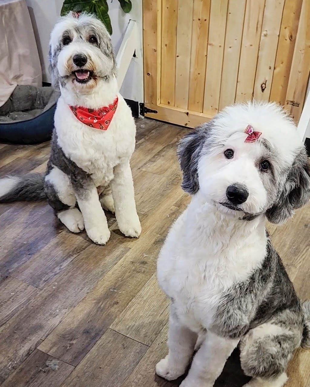 pooches N poodles | 5117 45 Ave, Millet, AB T0C 1Z0, Canada | Phone: (780) 512-7262