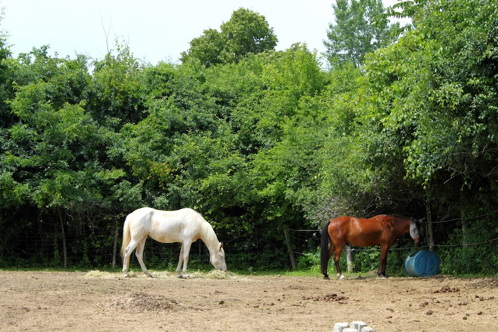 Equestrian Riding Center Bonanza | 65 Chem. de lÉquerre, Laval, QC H7L 1W3, Canada | Phone: (450) 625-6031