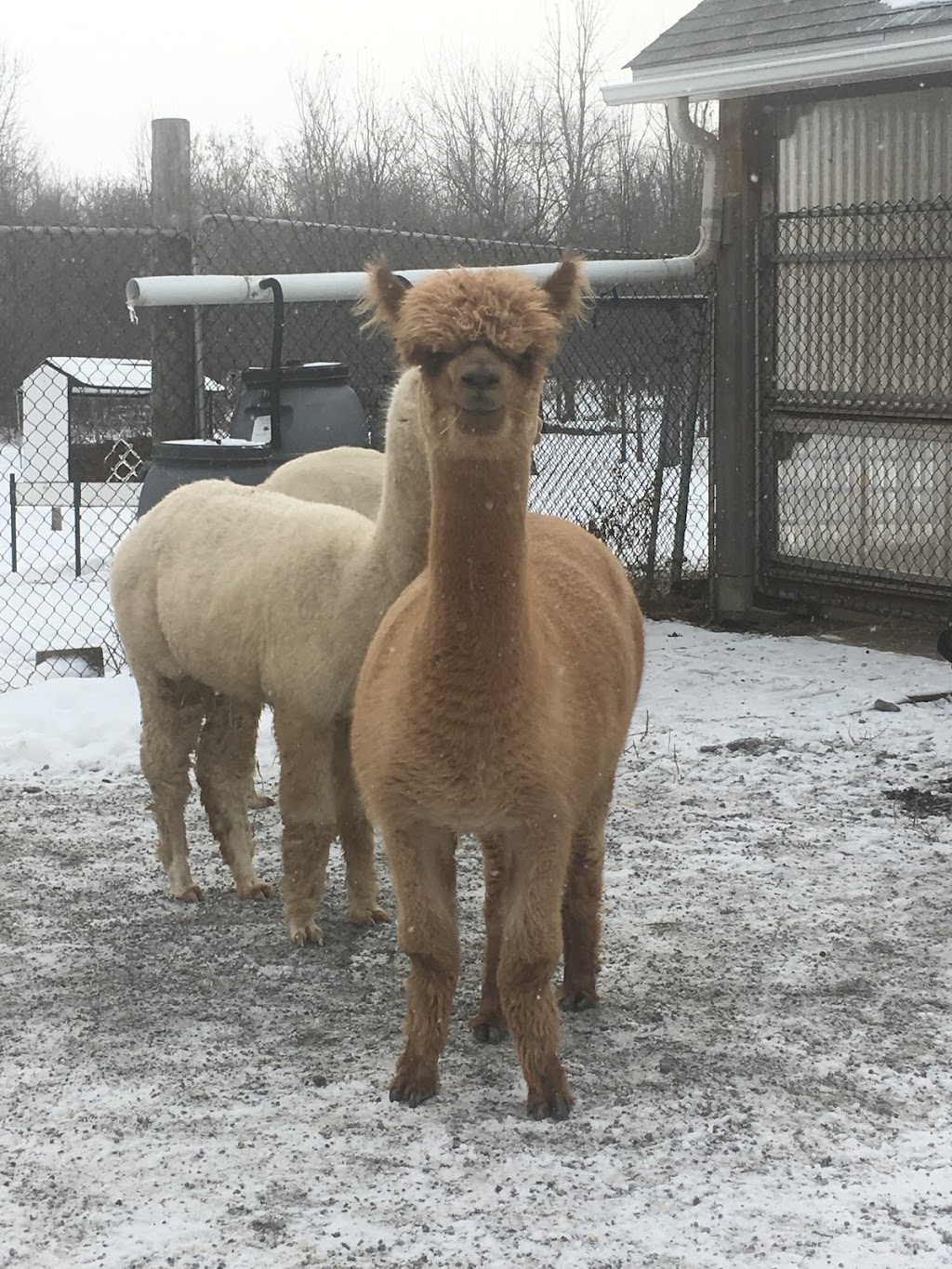 Wilhaven Ridge Alpacas | 1620 Wilhaven Dr, Cumberland, ON K4C 1M9, Canada | Phone: (613) 833-3227