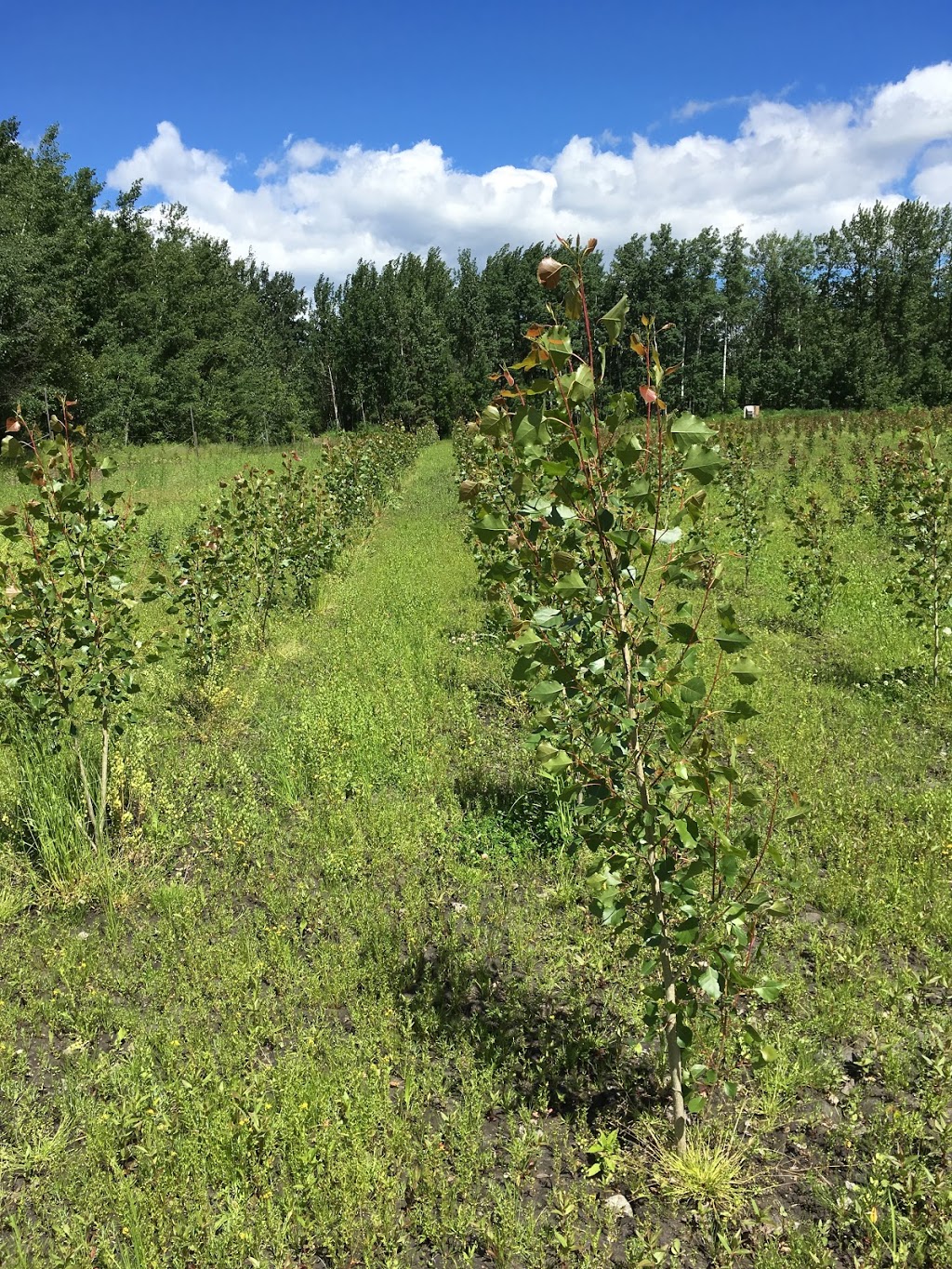 Cygnet Creek Tree Farms | 25, South Lakewood Drive, Alberta Beach, AB T0E 0A0, Canada | Phone: (780) 221-7050