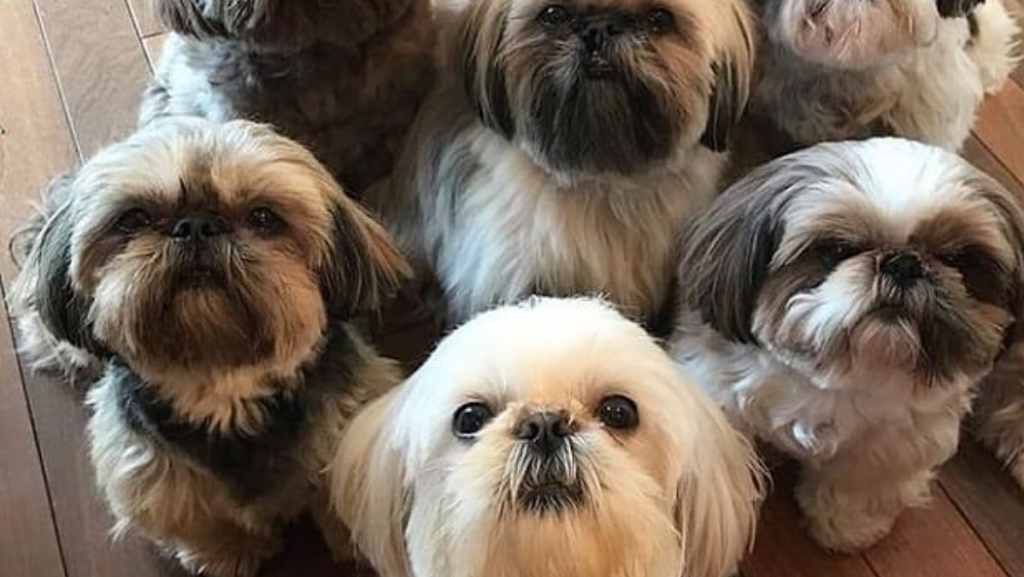 Info.shih Tzus | ON-401 Ontario, Courtice, ON K0E 0A0, Canada | Phone: (210) 660-1640