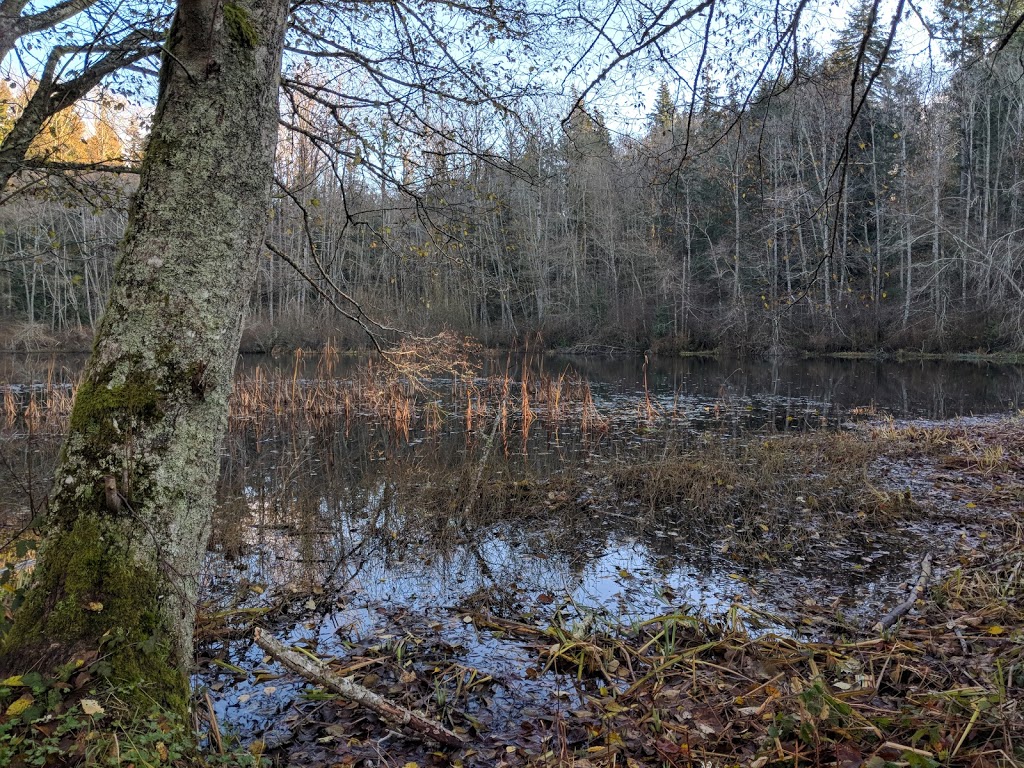 Hoags Pond | Broad St, Bellingham, WA 98225, USA