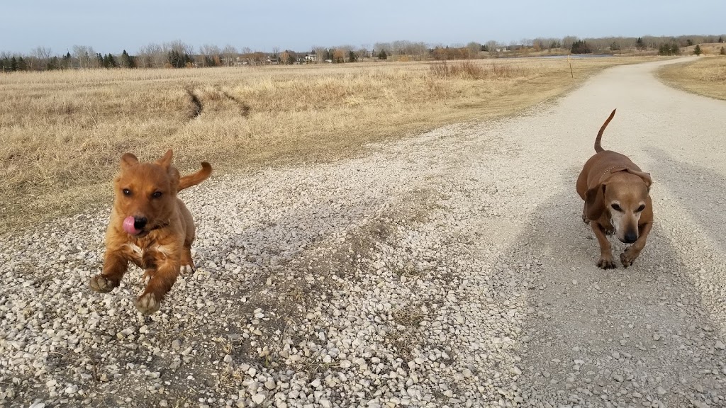 Kilcona Off-leash Dog Park | Springfield Rd, Winnipeg, MB R2G 4C1, Canada | Phone: 204-3111