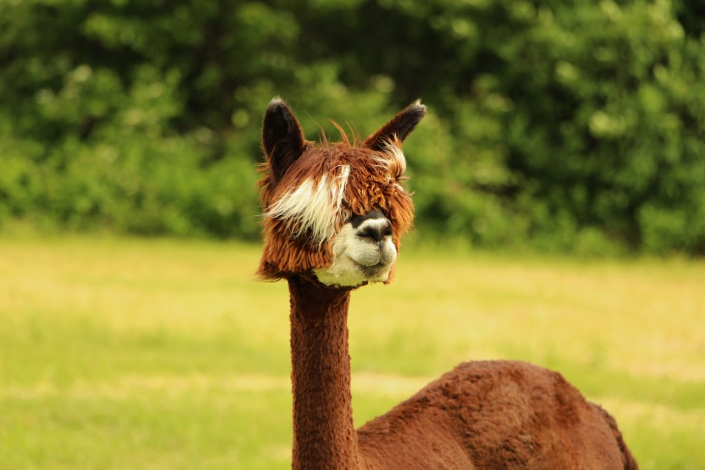 Alpacas Appalachian | 927 Rang Saint-André, Saint-Elzéar, QC G0S 2J2, Canada | Phone: (418) 387-6334