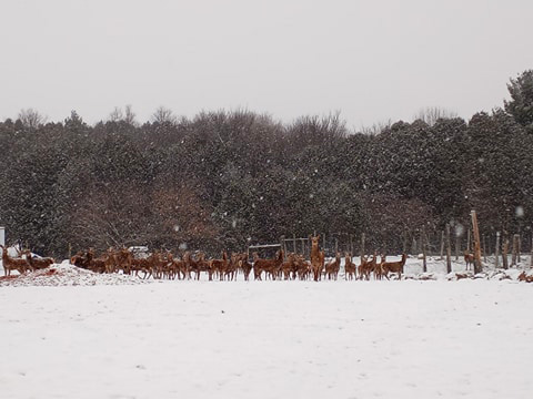 Ferme Richard Lemay - Cerfs Rouges | 232 Rte des Seigneurs, Saint-André-dArgenteuil, QC J0V 1X0, Canada | Phone: (450) 528-8230