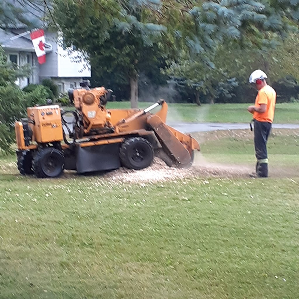 Loves Tree Removal | 60 Boyd Rd, Marmora, ON K0K 2M0, Canada | Phone: (613) 473-0628