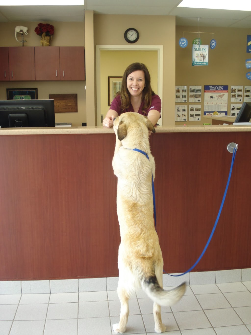 Princess Animal Hospital | 1027 Bayridge Dr, Kingston, ON K7P 3B8, Canada | Phone: (613) 634-7123