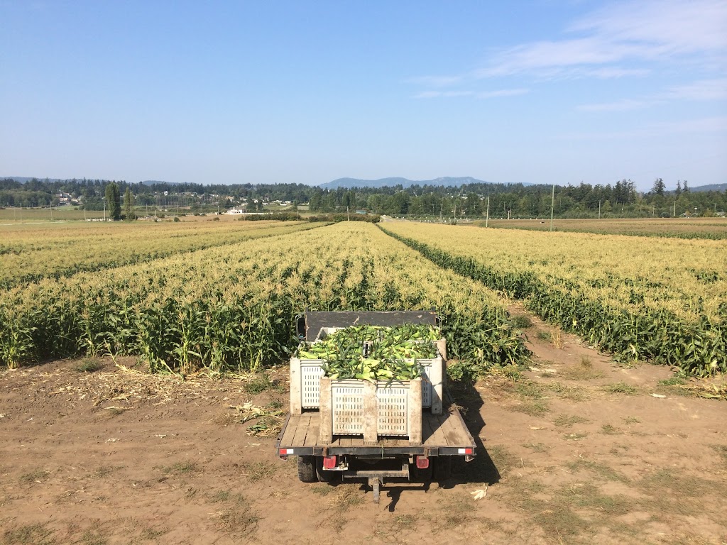 Silver Rill Corn | 7117 Central Saanich Rd, Saanichton, BC V8M 1Y3, Canada | Phone: (250) 652-3854